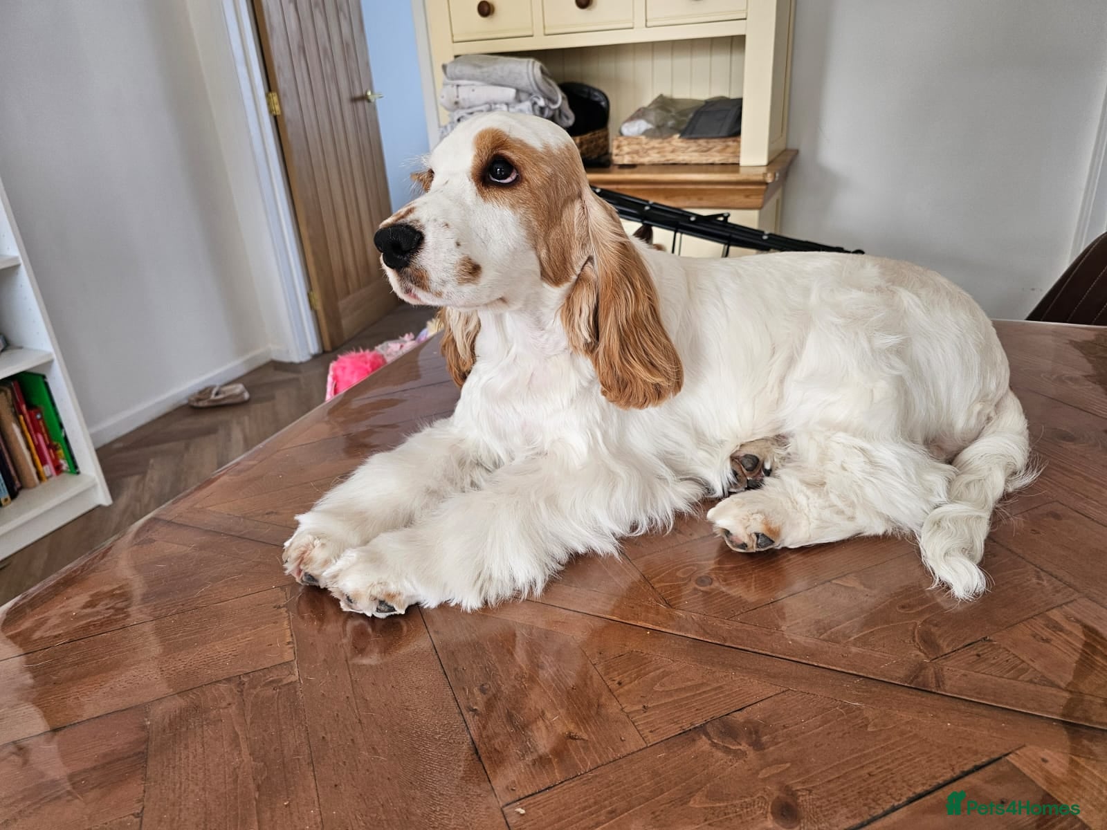 Cocker Spaniel dogs KC Registered English Cocker Spaniel - Advert 1