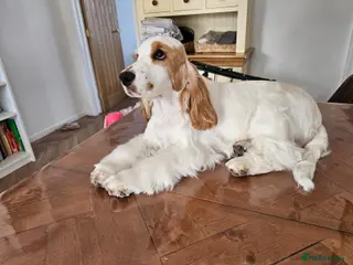 Cocker Spaniel dogs KC Registered English Cocker Spaniel - Advert 1