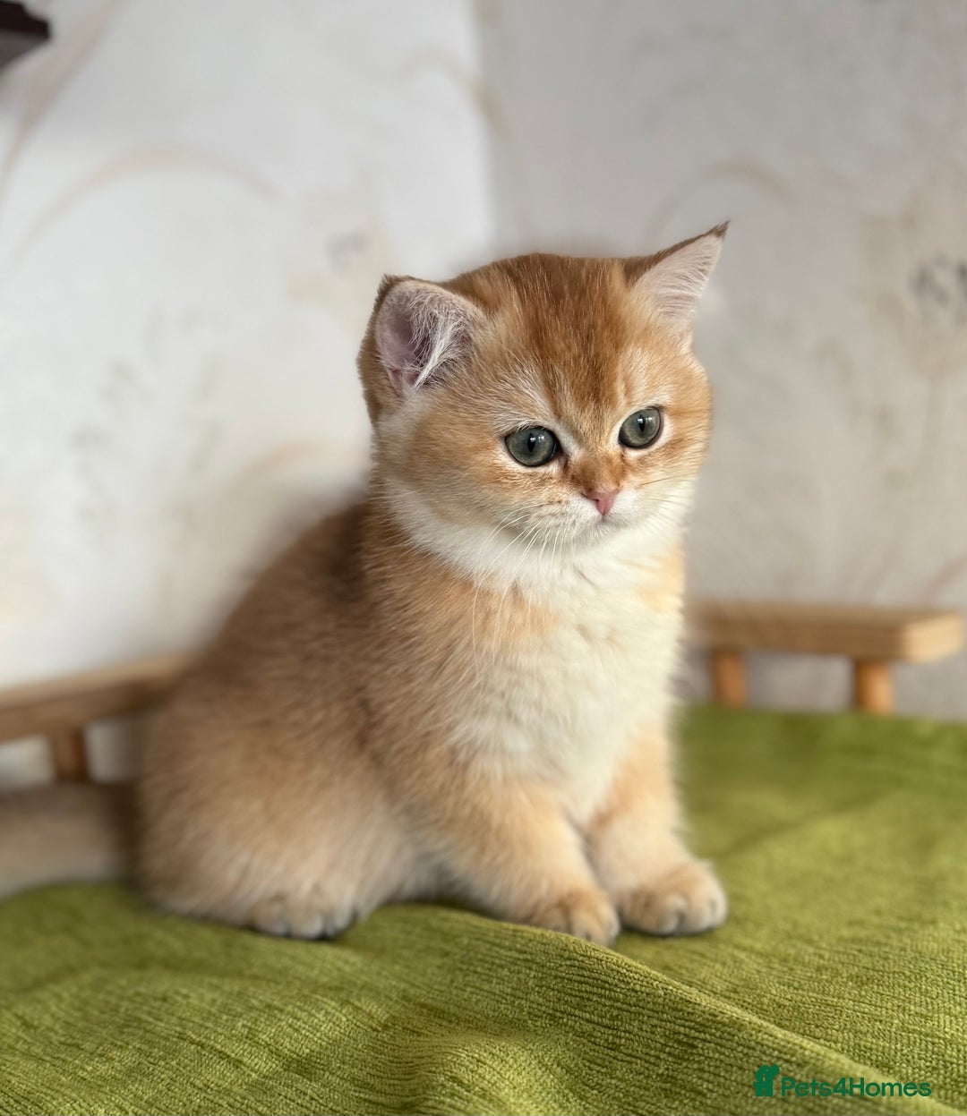 British Shorthair cats for sale: 🌟 Last two beautiful  Golden BSH girls 🌟 - Advert 1