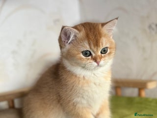 British Shorthair cats 🌟 Last two beautiful Golden BSH girls 🌟 - Advert 16