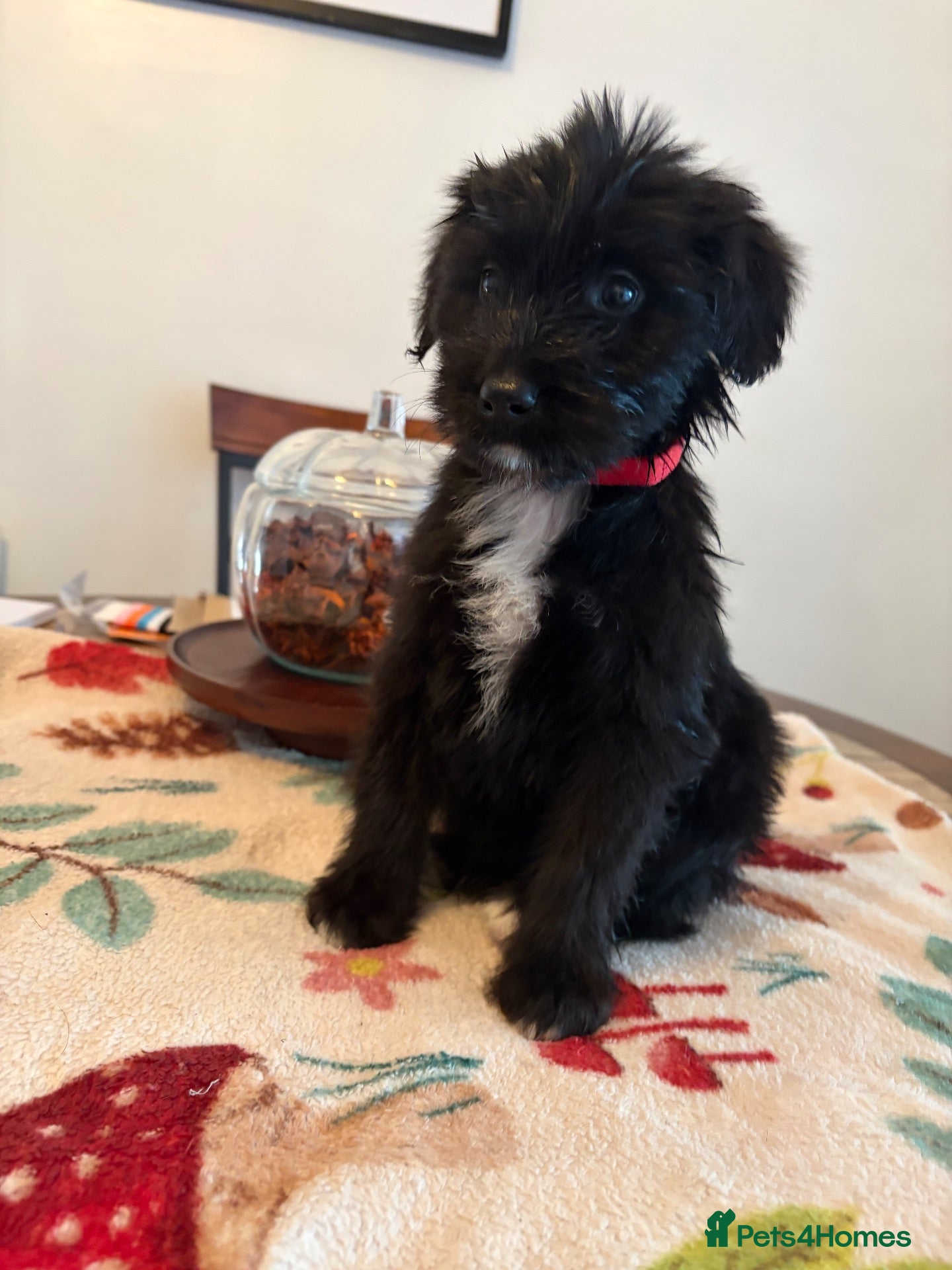 Mixed Breed dogs Bordoodles ready for there forever homes. - Advert 8