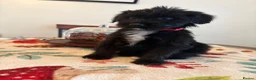 Mixed Breed dogs for sale: Bordoodles ready for there forever homes. - Advert 1