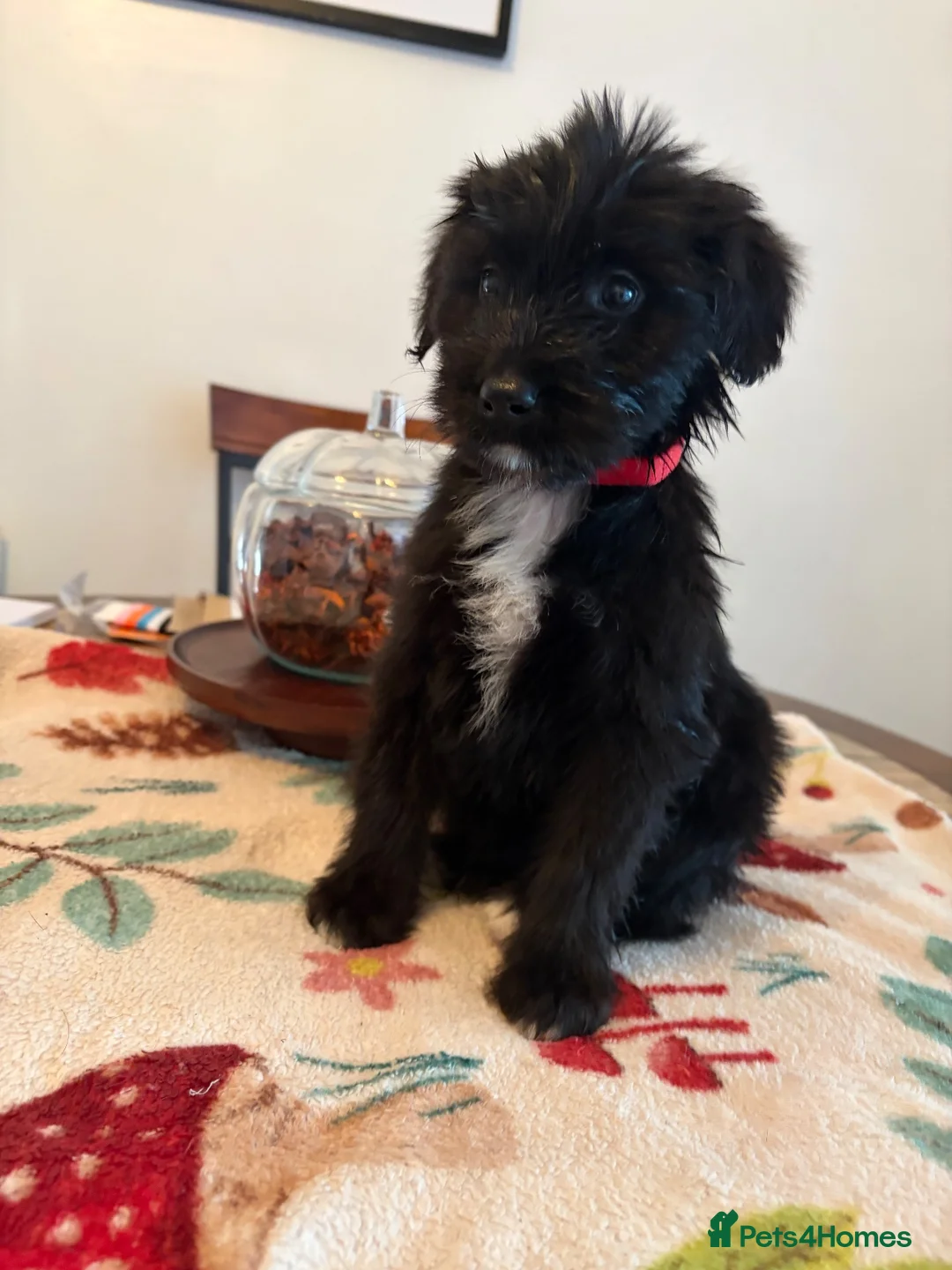 Mixed Breed dogs for sale: Bordoodles ready for there forever homes. - Advert 1