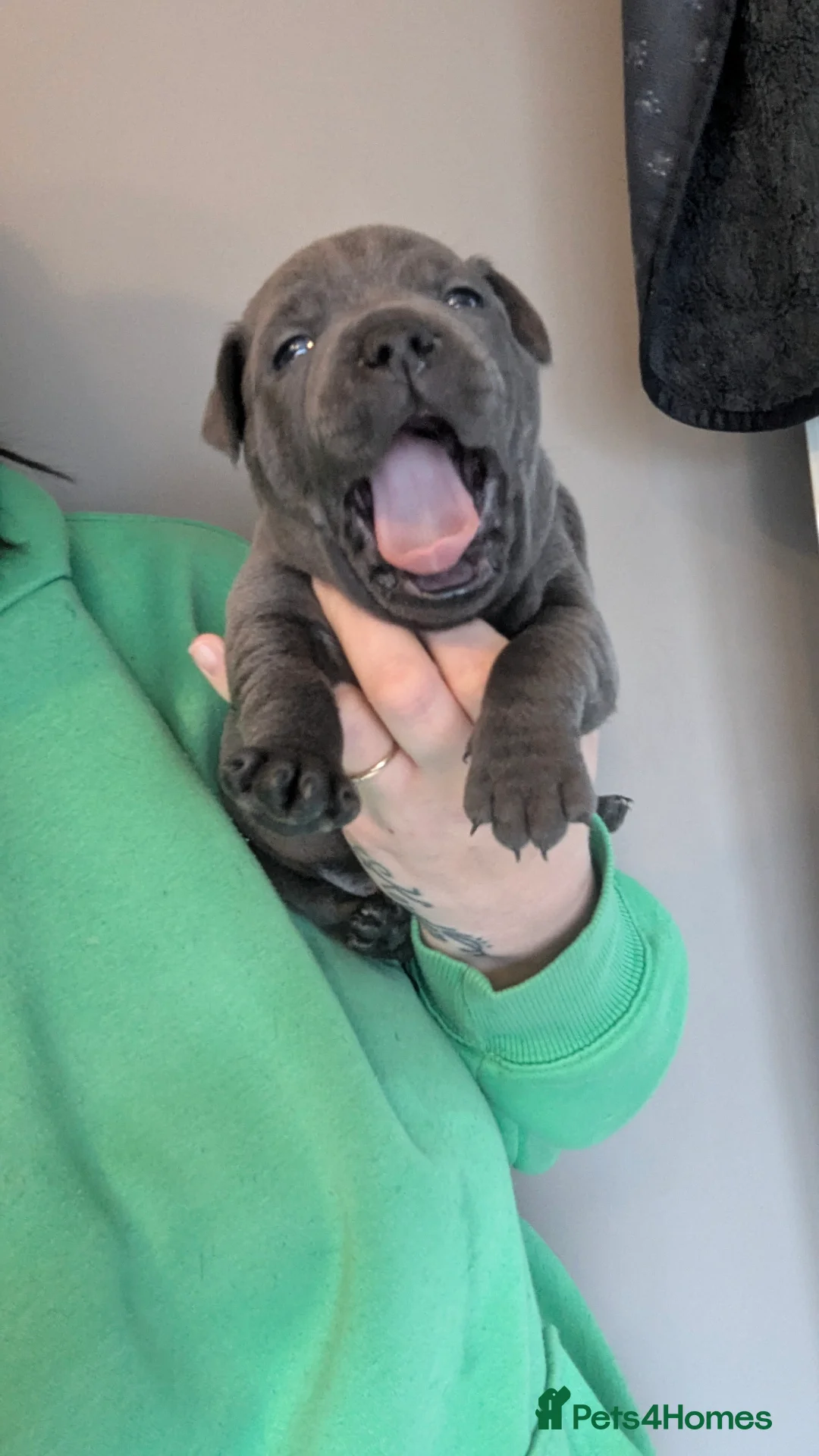 Staffordshire Bull Terrier dogs for sale: Beautiful KC reg Staffordshire bull terriers - Advert 28