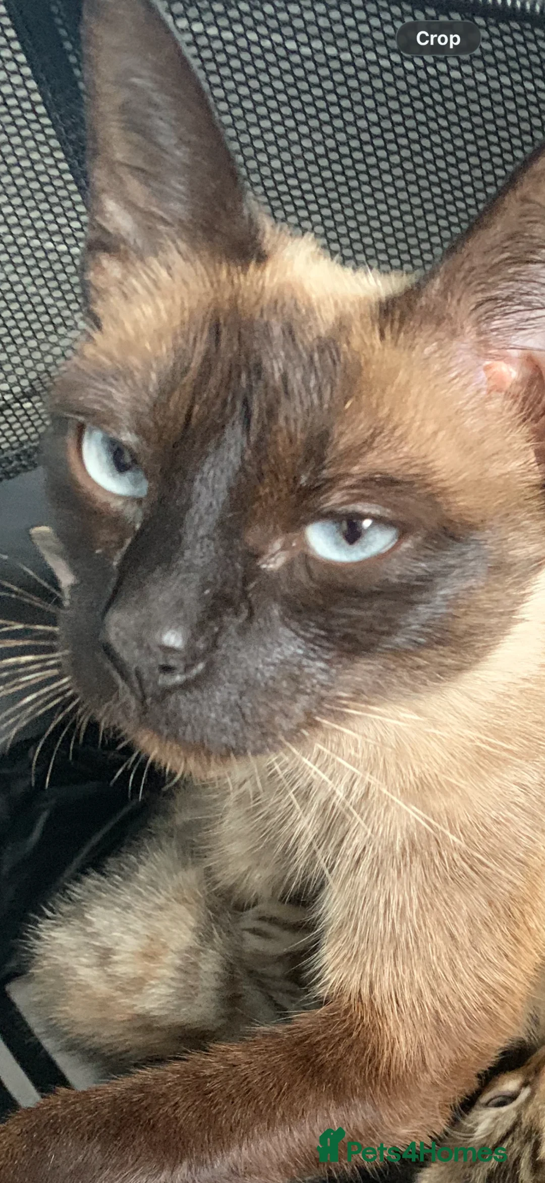 Mixed Breed cats for sale: Beautiful Half Siamese Kittens  - Advert 1