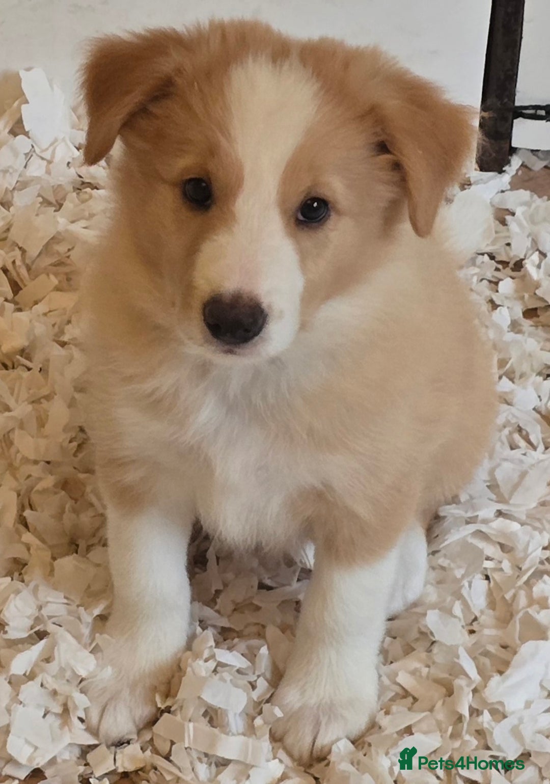 Border Collie dogs for sale: STUNNING GOLD/BLONDE KC REG BORDER COLLIES - Image 2