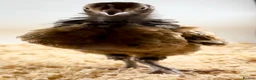 Chickens poultry for sale: Hatching Eggs🐣USA Bearded Silkies,Brahmas,Vorwerk - Advert 6