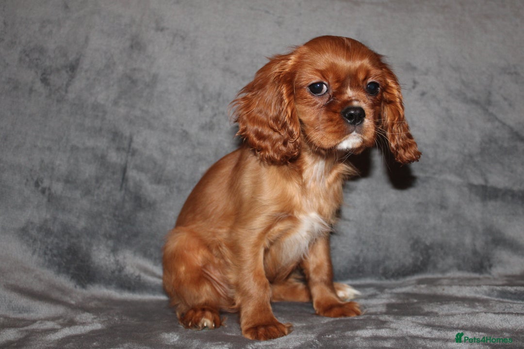 Cavalier King Charles Spaniel dogs for sale: Gorgeous Cavalier King Charles Spaniel Grirl - Image 6