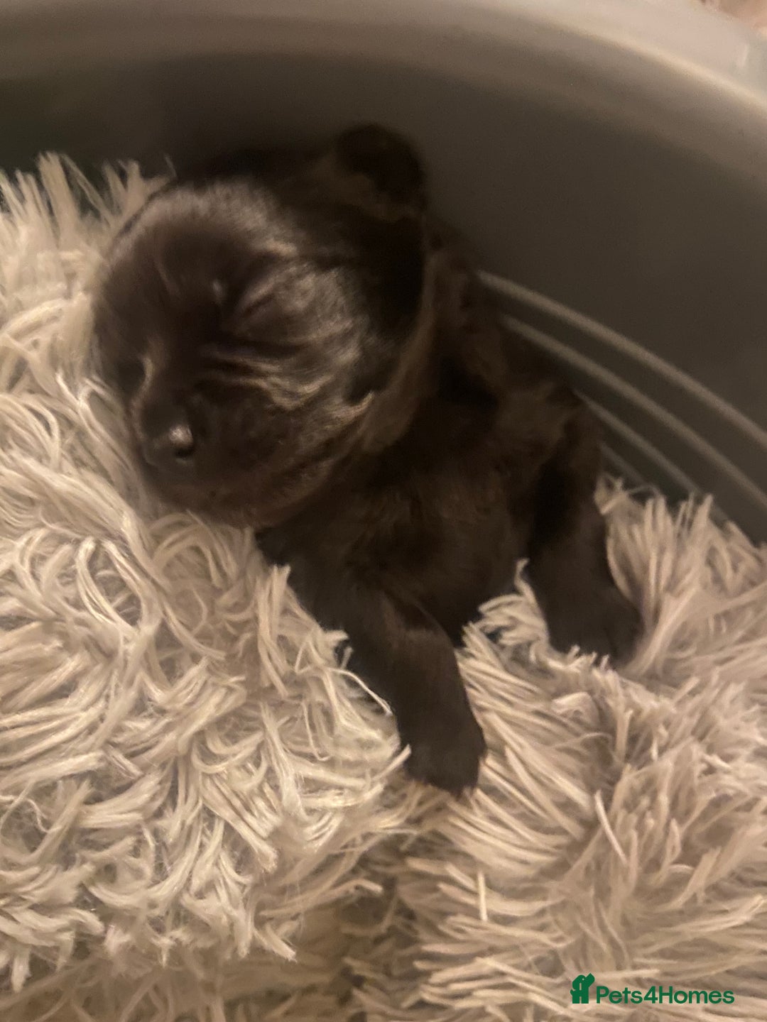 Pomeranian dogs for sale: Black Pomeranian puppies  - Advert 8