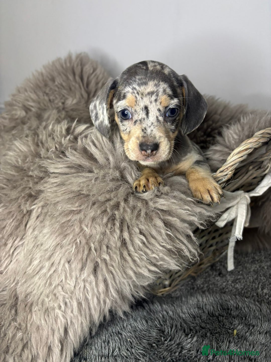 Mixed Breed dogs for sale: Beautiful litter of French bulldog x dachshund  - Advert 7