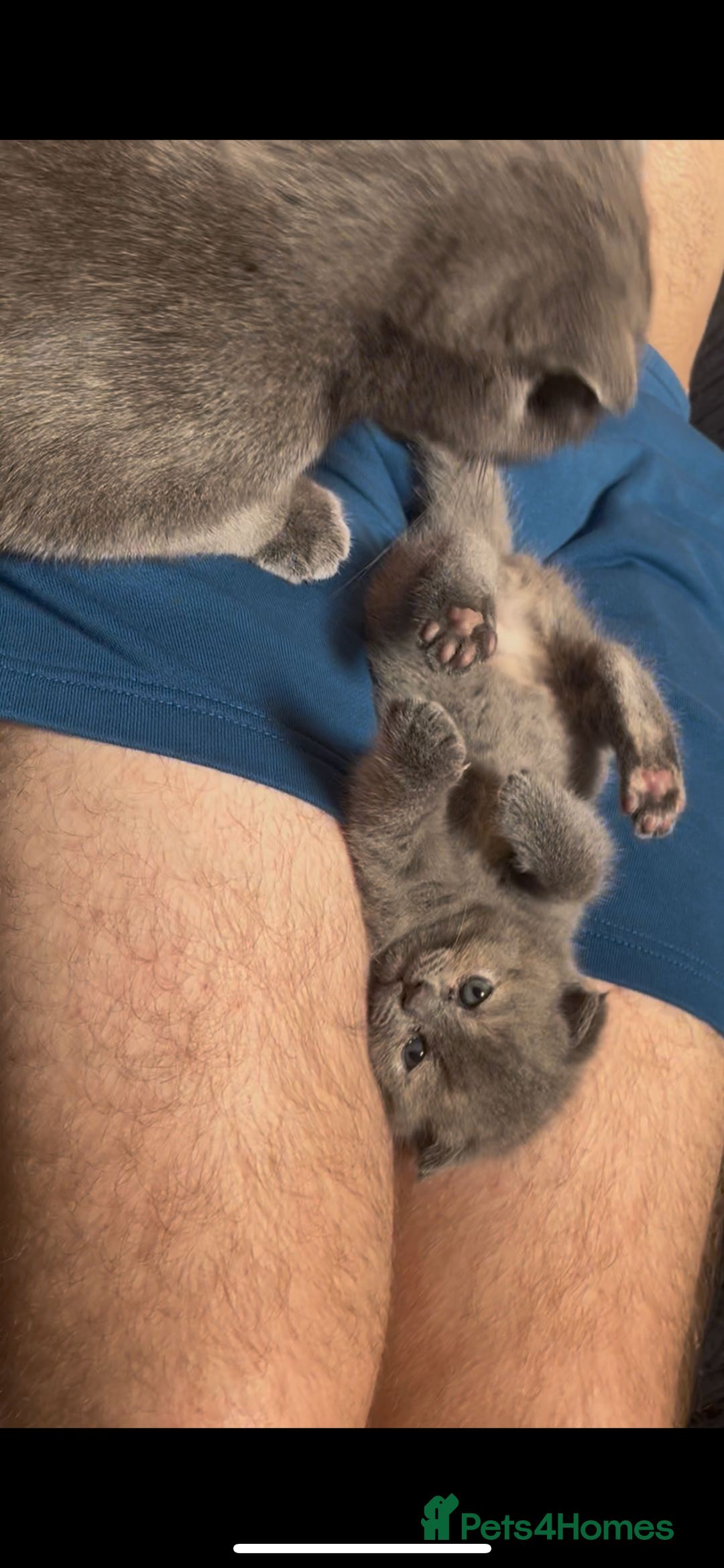 Scottish Fold cats for sale: Adorable Scottish Fold x British Shorthair Kitten - Image 5