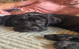 Cane Corso dogs for sale: Beautiful cane corso pup  - Advert 9