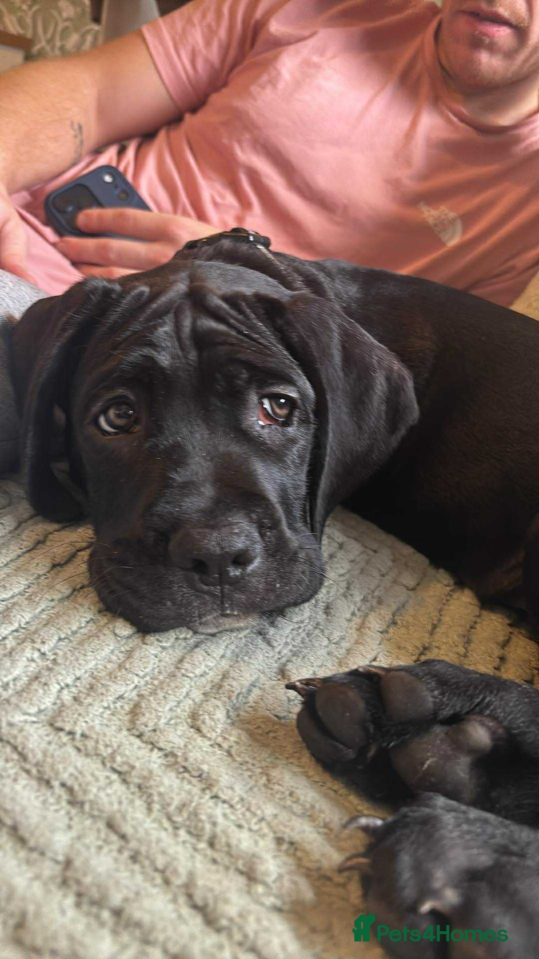 Cane Corso dogs for sale: Beautiful cane corso pup  - Advert 9