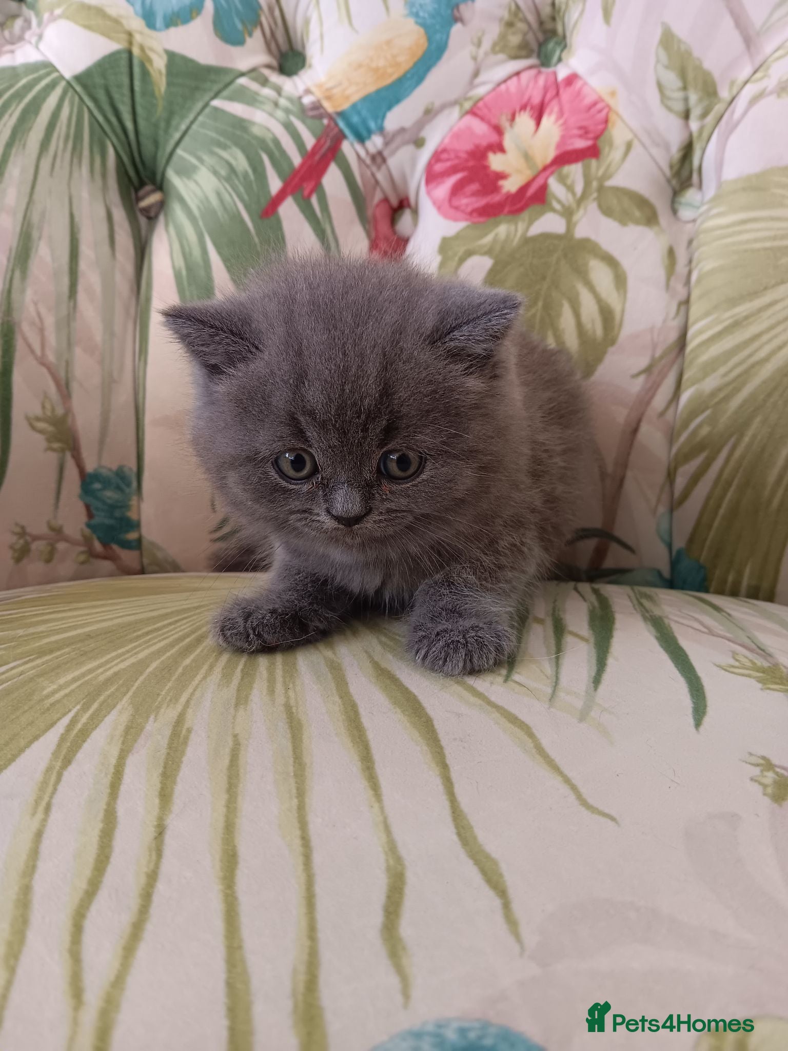 British Shorthair cats Outstanding British Blue kittens  - Advert 4