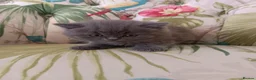 British Shorthair cats for sale: Outstanding British Blue kittens  - Advert 3