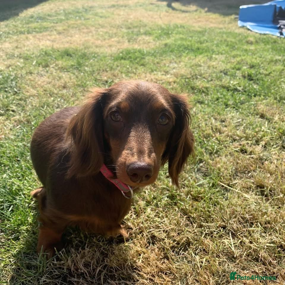 Miniature Dachshund dogs Longhaired Minature Dachshund - Advert 3