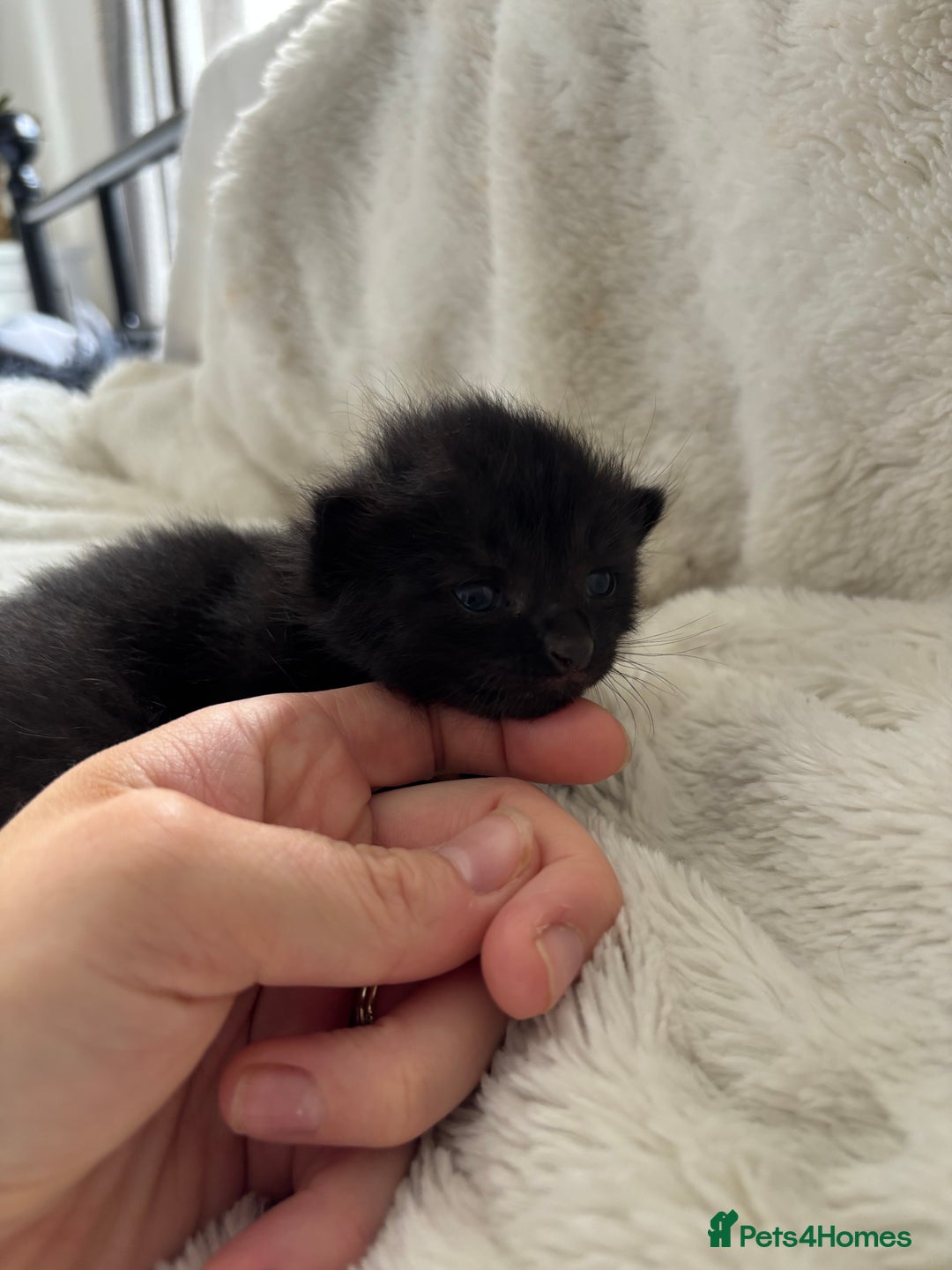 Mixed Breed cats for sale: Ragdoll X kittens  - Image 1