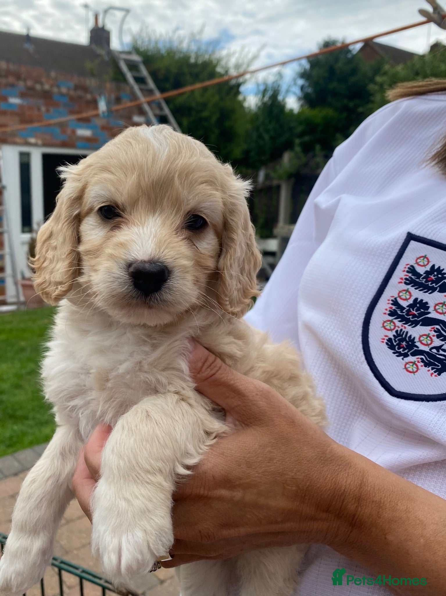 Cockapoo dogs Cockapoo puppies  - Advert 1