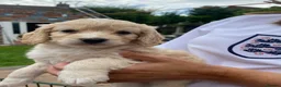 Cockapoo dogs for sale: Cockapoo puppies  - Advert 5