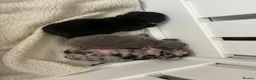French Bulldog dogs for sale: stunning french bulldogs - Advert 26