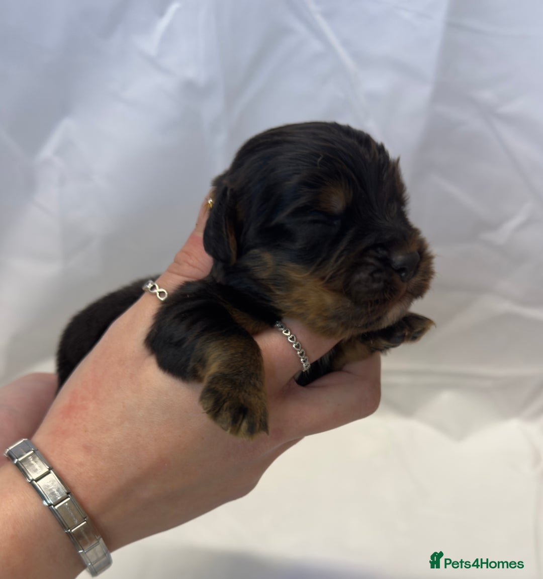 Cocker Spaniel dogs for sale: Bred From Extensively Health Tested Parents  - Advert 7