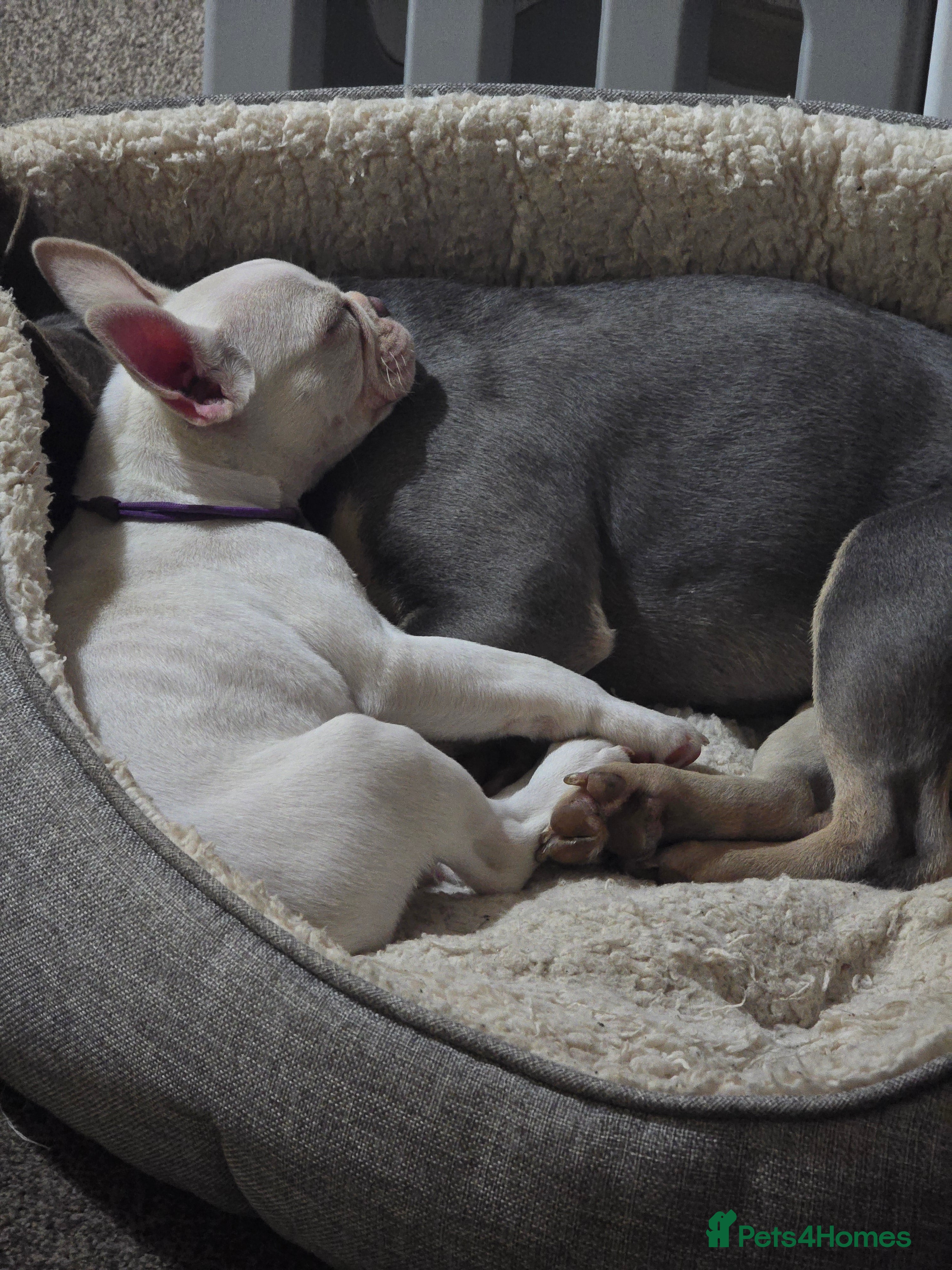 French Bulldog dogs French bulldog puppies  - Advert 2