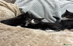 British Longhair cats for sale: 3 beautiful kittens - Image 4
