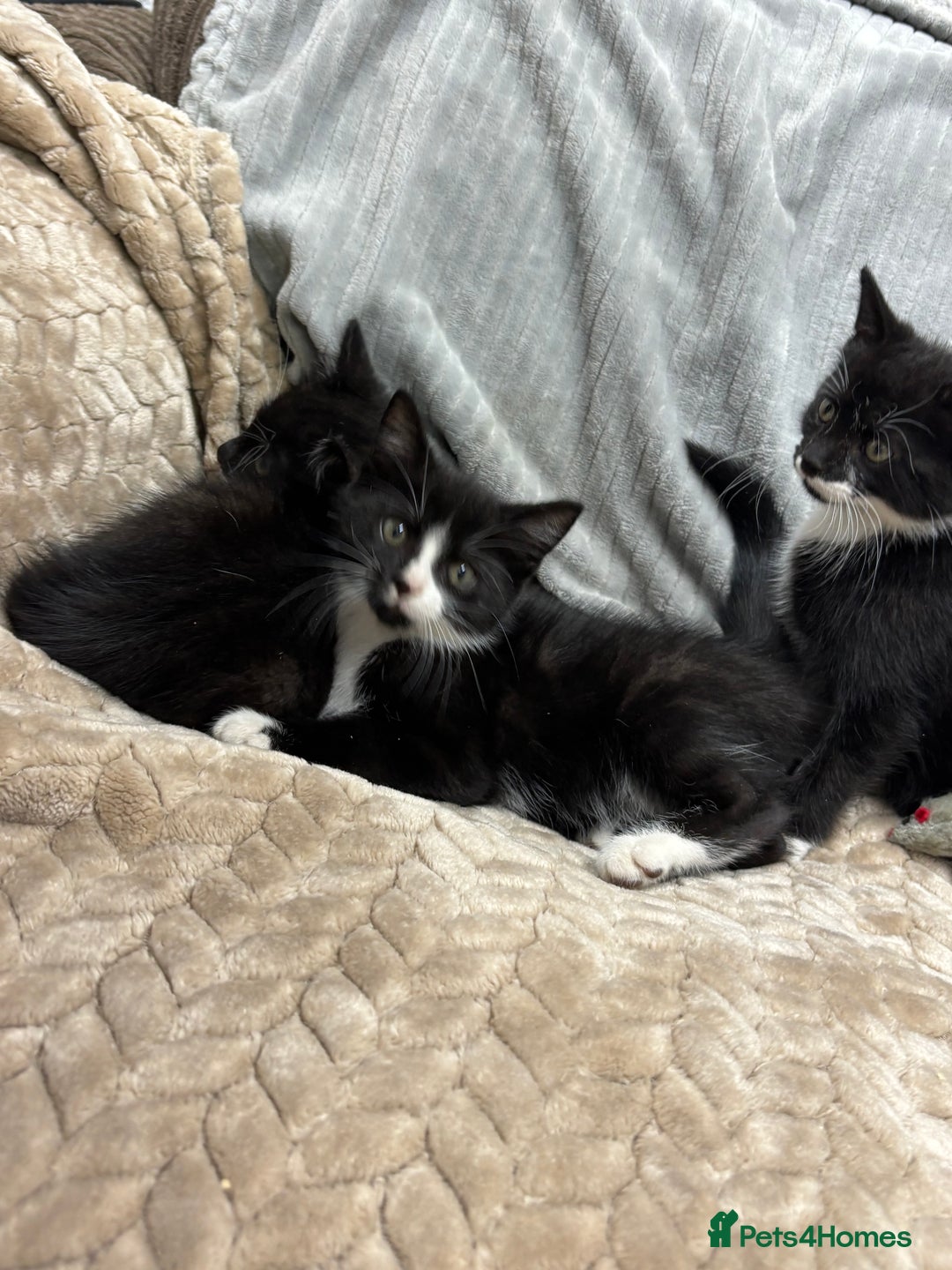 British Longhair cats for sale: 3 beautiful kittens - Image 4