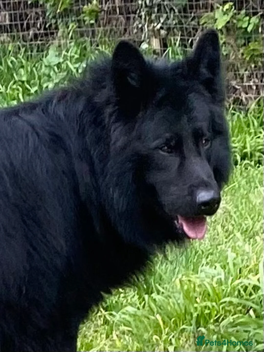 German Shepherd dogs for stud: Frankie Available Stud Fully Health Tested Clear in Wisbech - Advert 5