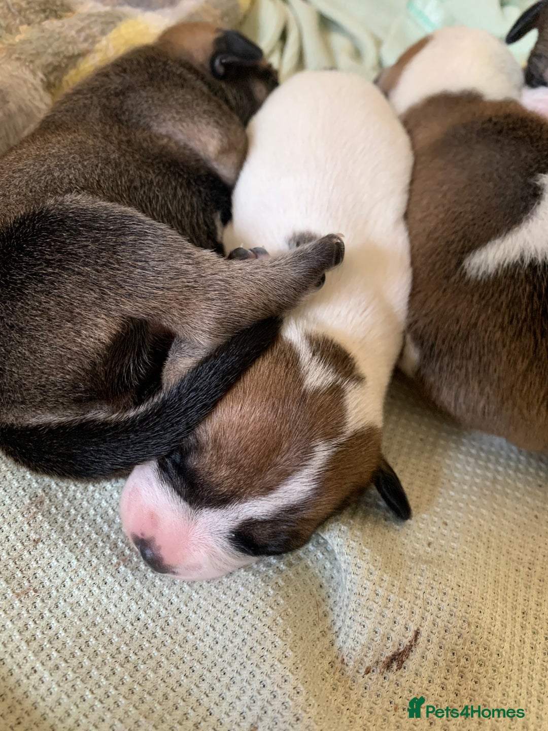 Staffordshire Bull Terrier dogs for sale: Staffordshire Bull Terrier puppies  - Image 13