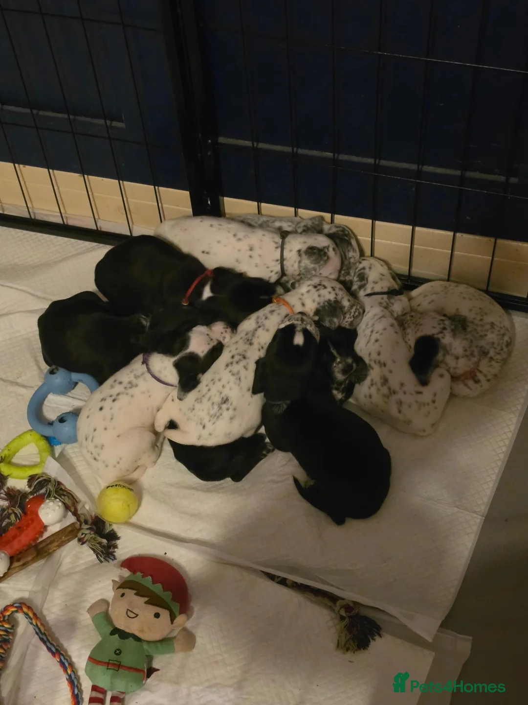 Mixed Breed dogs for sale: Dalmatian x cocker spaniel puppies  - Advert 2