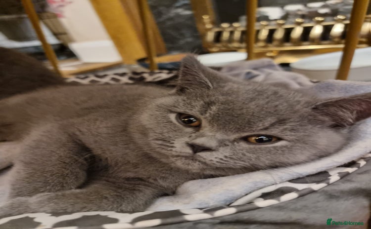 British Shorthair cats - Advert 2