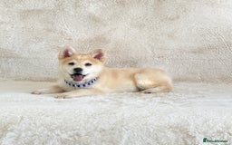 Chow Chow dogs for sale: Exotic colour chowsky puppies for sale  - Image 12