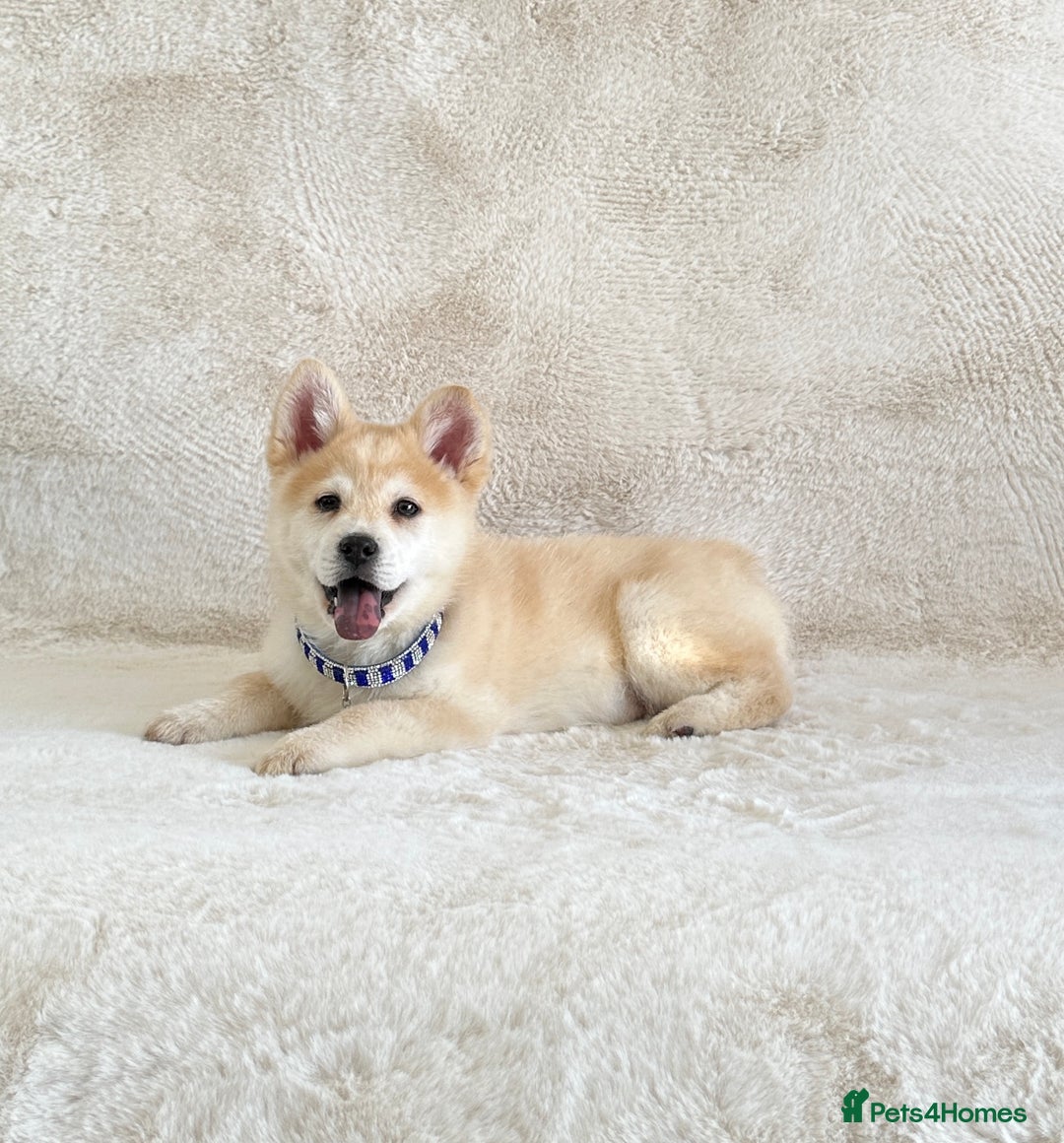 Chow Chow dogs for sale: Exotic colour chowsky puppies for sale  - Image 12