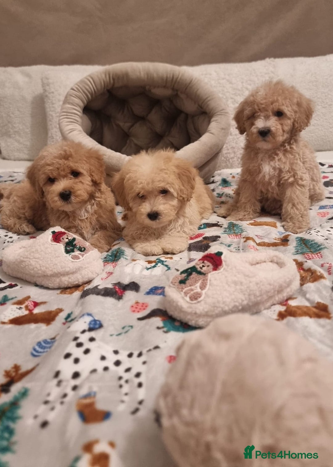 Maltipoo dogs for sale: Amazing apricot color Maltipoo puppies! - Advert 30