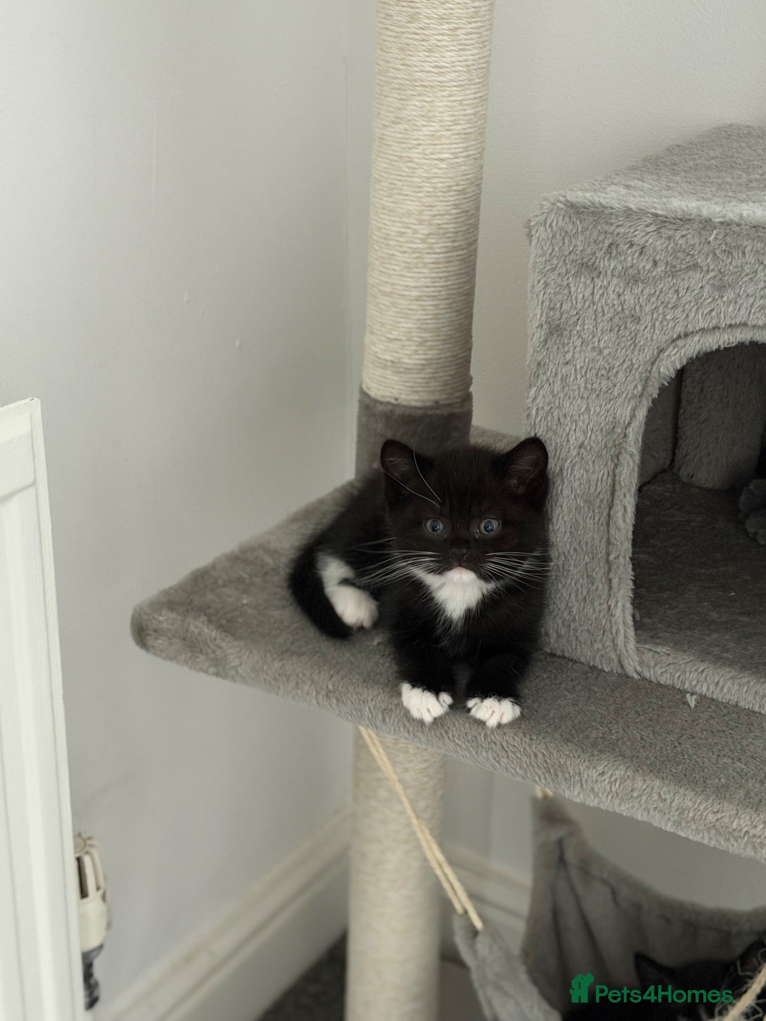 Mixed Breed cats Beautiful Tuxedo Girl Kittens £100 - Advert 1