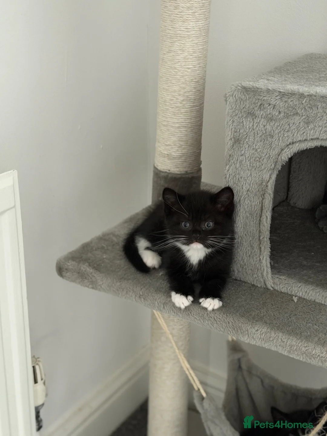 Mixed Breed cats for sale: Beautiful Tuxedo Girl Kittens £100 - Advert 1