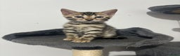 Bengal cats for sale: Outstanding Bengal kittens Snow lynx point  - Advert 3