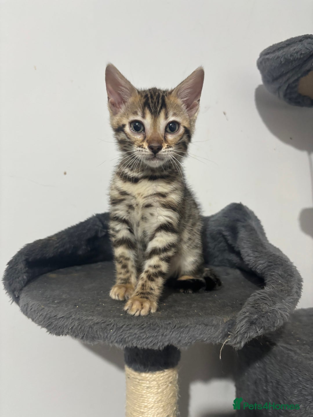 Bengal cats for sale: Outstanding Bengal kittens Snow lynx point  - Advert 3