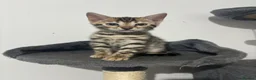 Bengal cats for sale: Outstanding Bengal kittens Snow lynx point  - Advert 3