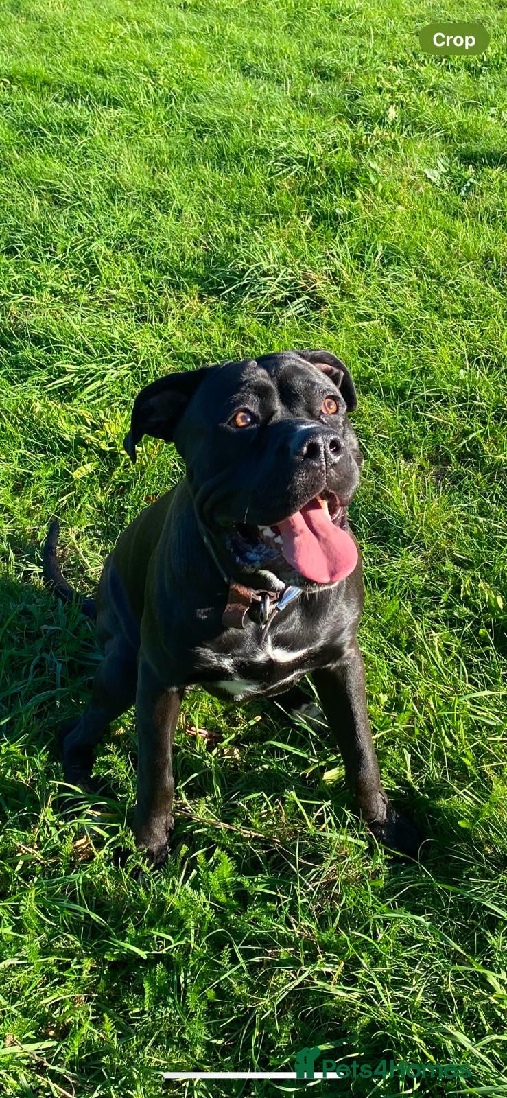 Cane Corso dogs 1.5 year old Male Cane Corso  - Advert 1