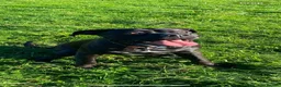 Cane Corso dogs for sale: 1.5 year old Male Cane Corso  in Reading - Advert 1