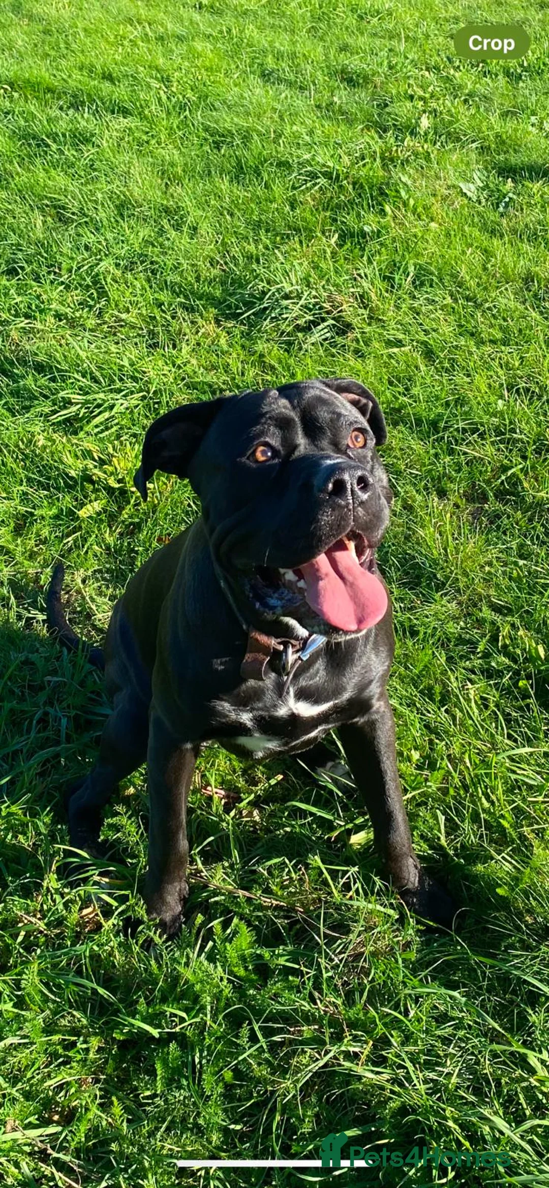 Cane Corso dogs for sale: 1.5 year old Male Cane Corso  in Reading - Advert 1