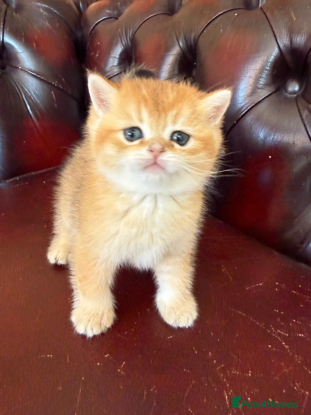 British Shorthair cats for sale: Top quality Golden BSH - Advert 1