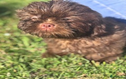 Shih Tzu dogs for sale: Shihtzus chocolates 5* pups  in Telford - Image 4