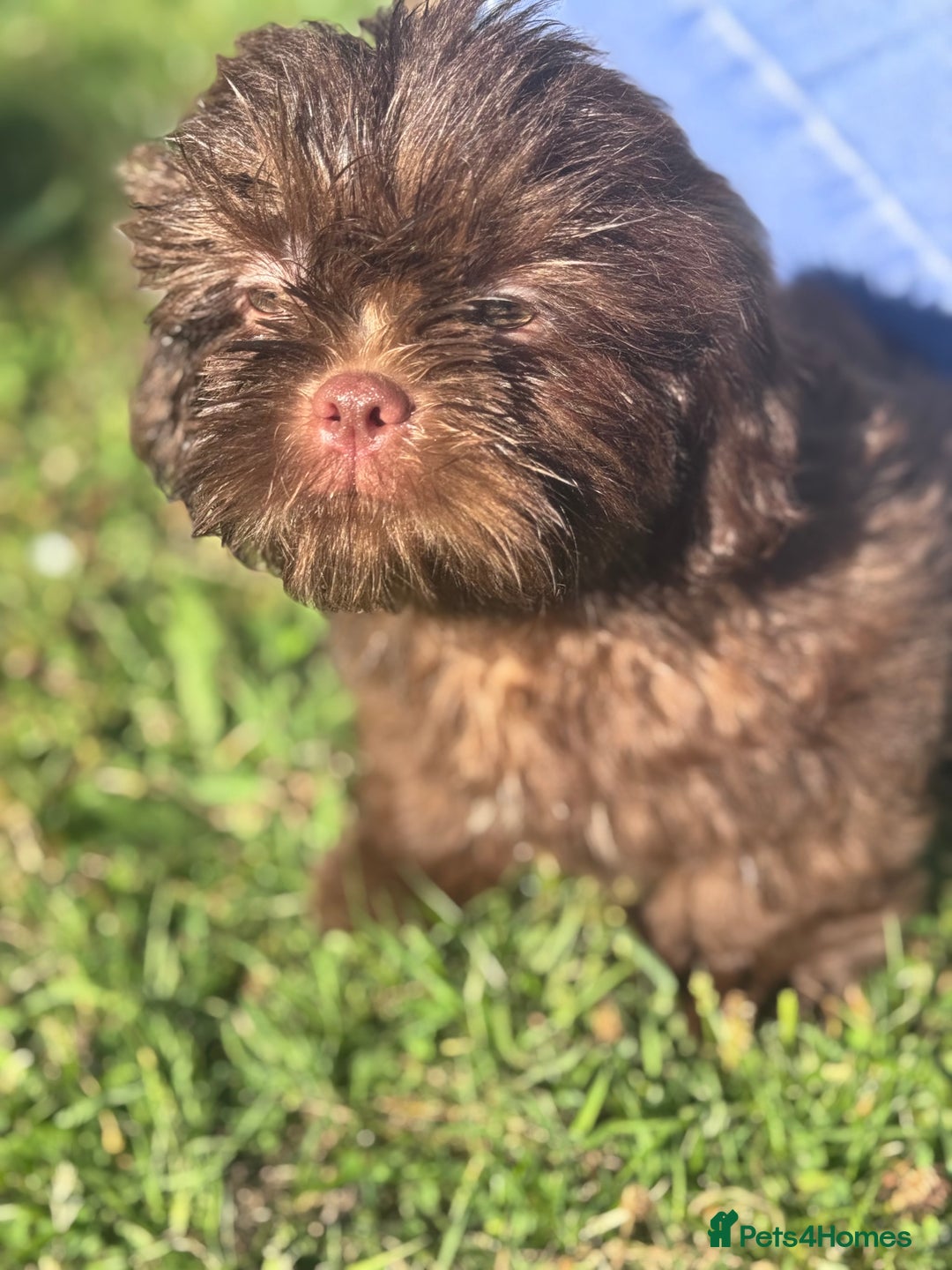 Shih Tzu dogs for sale: Shihtzus chocolates 5* pups  in Telford - Image 4
