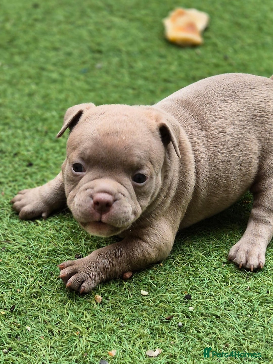 American Bully dogs for sale: Champagne, Chocolate, Merle Micro Pocket Bullys  in Wilmslow - Image 21