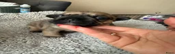 French Bulldog dogs for sale: TOP QUALITY KC REG FRENCH BULLDOG PUPPIES(HEALTHT) - Advert 30