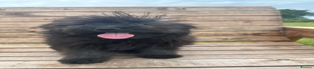 Pomapoo Puppy 1