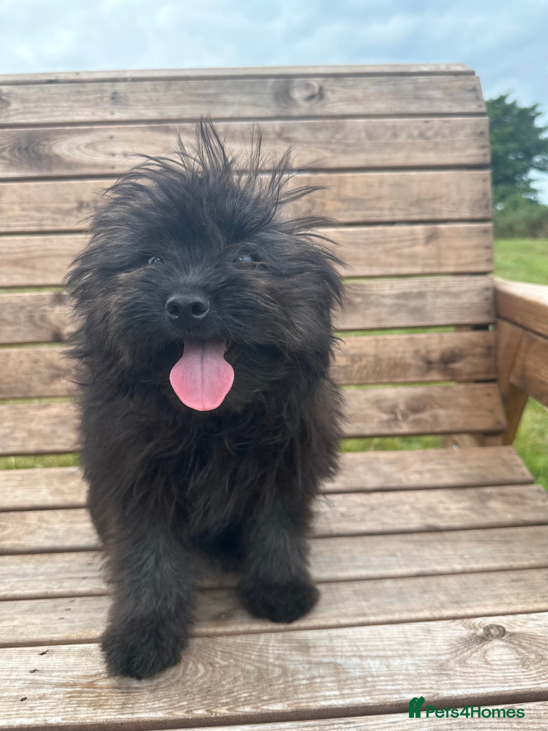 Pomapoo dogs for sale: Stunning pomapoo - Image 2